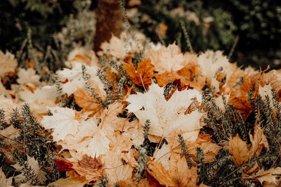 Compacte herfststijl slaapbank met warme kleuren.