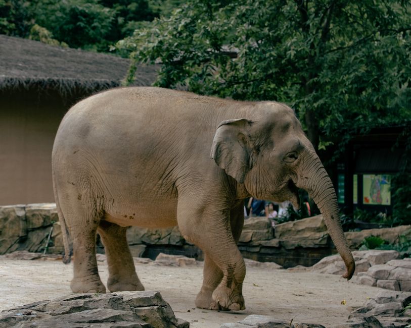Jungle thema met olifant fotobehang.